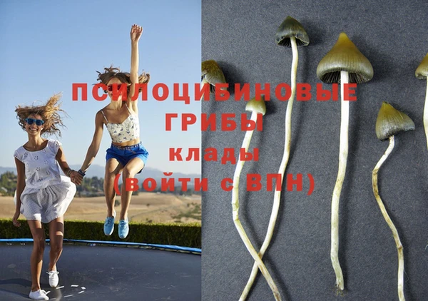 крисы Дубна